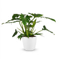 Kamerplant - Philodendron - Philodendron Lacerum - Groen - Weinig onderhoud - 1 Plant - met Potter Wit - Pot 19cm - Hoogte 65cm