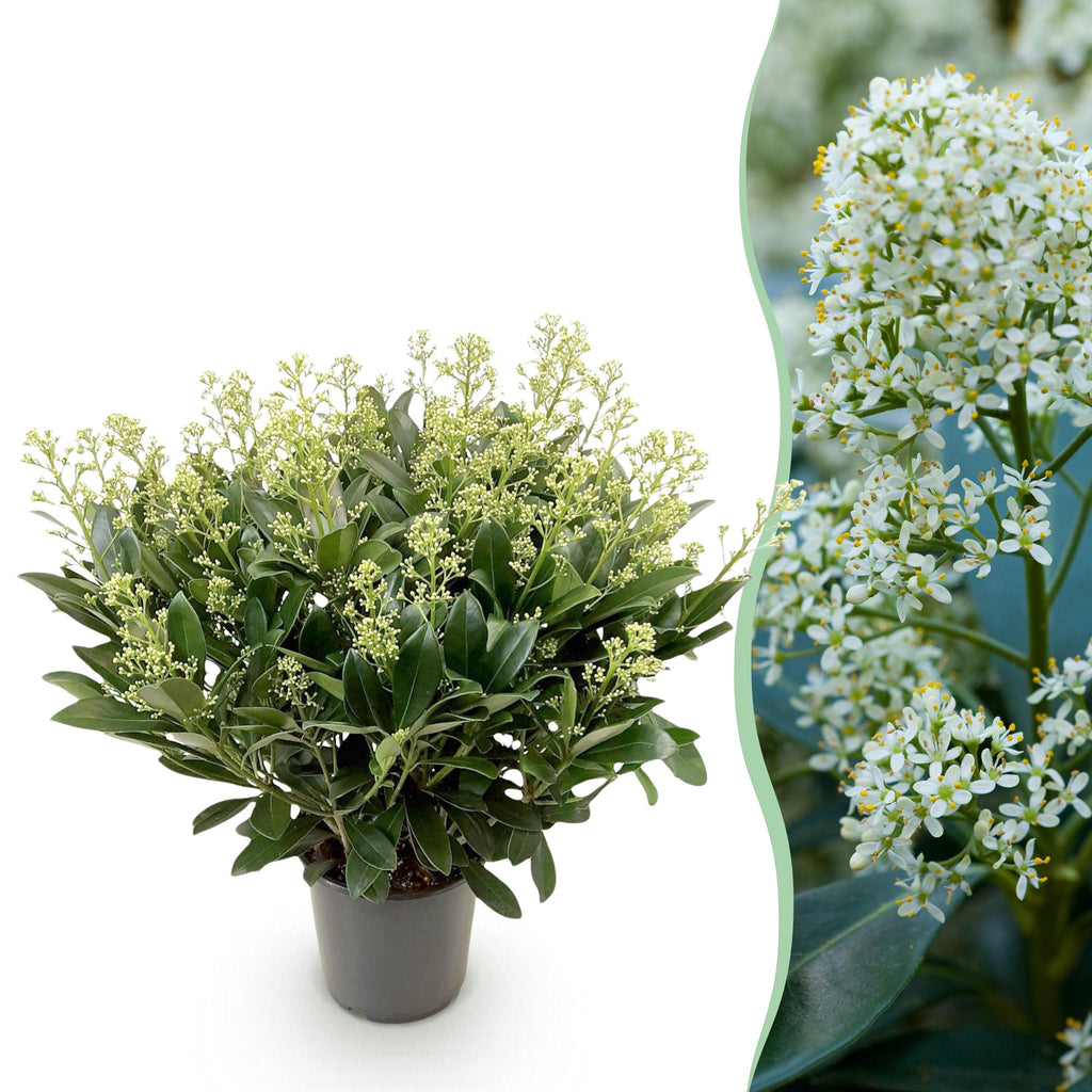 Terrasplant - Skimmia japonica Finchy - Bloem Wit - 40+ Bloemen - 1 Plant - Winterhard - Pot 19cm Hoogte 60cm