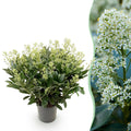 Terrasplant - Skimmia japonica Finchy - Bloem Wit - 40+ Bloemen - 1 Plant - Winterhard - Pot 19cm Hoogte 60cm