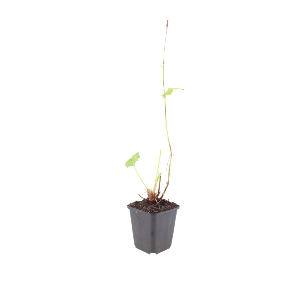 6x Persicaria a. 'Alba' - ↕10-25cm - Ø9cm