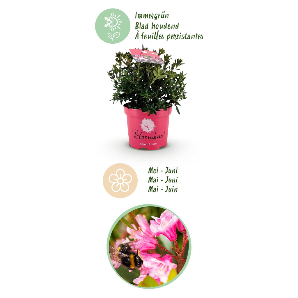 Dwerg Rhododendron - Rhododendron Bloombux Magenta - Bloeiende Buxus - Weinig Onderhoud - Roze Bloem - 6 Planten - Pot 17cm - Hoogte 30-40cm