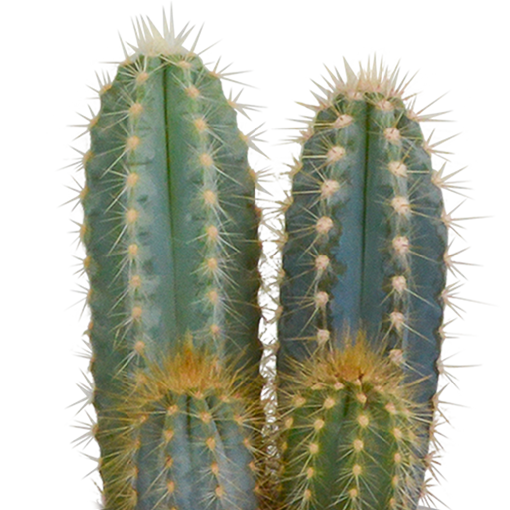 Cactus mix 8.5 cm - 3x - in terracotta pot