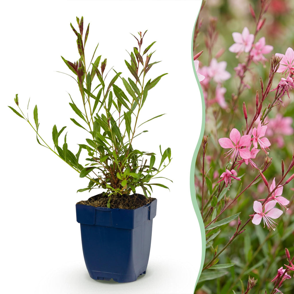 Vasteplant - Gaura lindh. Florgauros - Prachtkaars - Bijen- en vlinderlokkers - Roze - 12 Planten - Pot 11cm - Hoogte 15-25cm