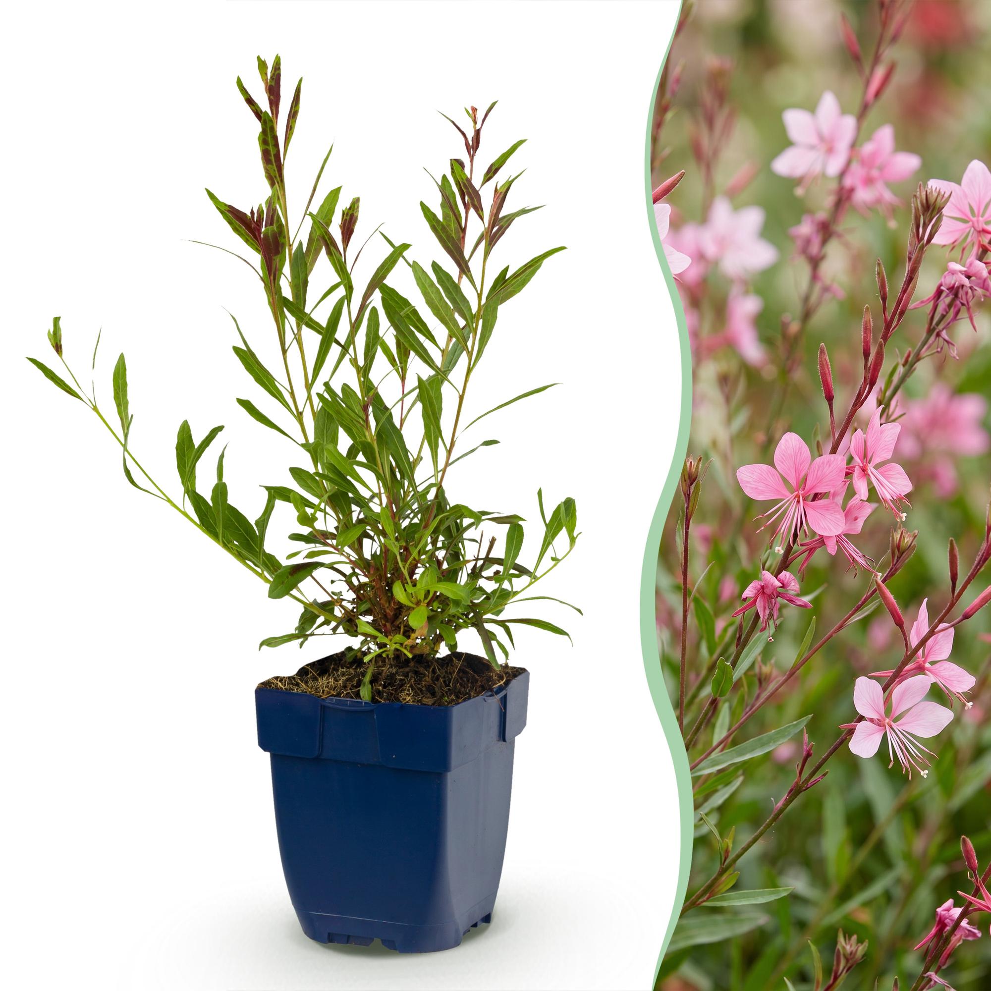 Vasteplant - Gaura lindh. Florgauros - Prachtkaars - Bijen- en vlinderlokkers - Roze - 12 Planten - Pot 11cm - Hoogte 15-25cm