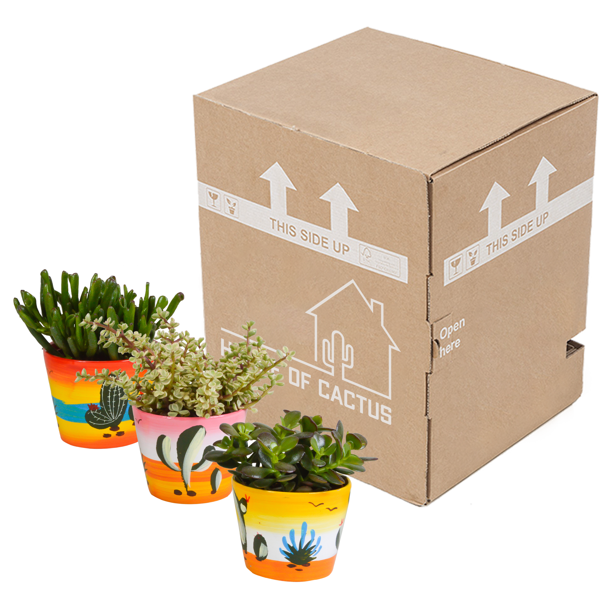 Crassula mix 10,5 cm - 3x - in Mexicaanse pot