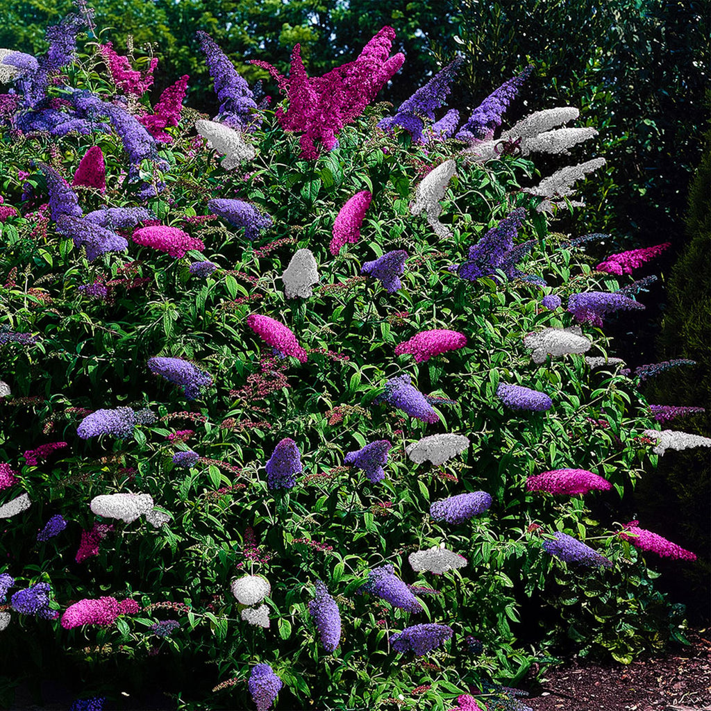 Vlinderstruik - Buddleja davidii Tricolour - Bloem Roze , Wit en Paars - 1 Plant - Bladverliezend - Vlinderlokkend -  Pot 17cm Hoogte 30cm