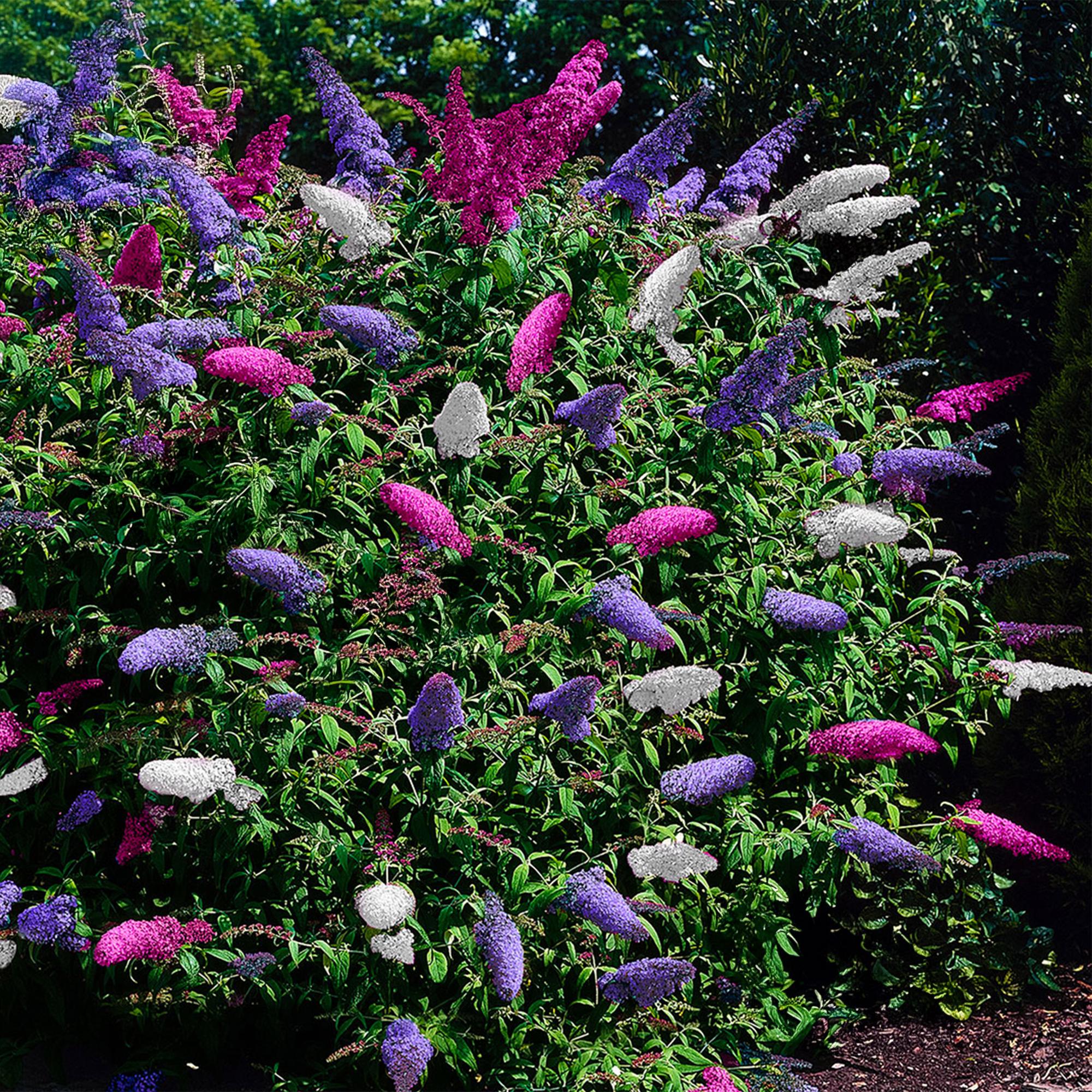 Vlinderstruik - Buddleja davidii Tricolour - Bloem Roze , Wit en Paars - 1 Plant - Bladverliezend - Vlinderlokkend -  Pot 17cm Hoogte 30cm