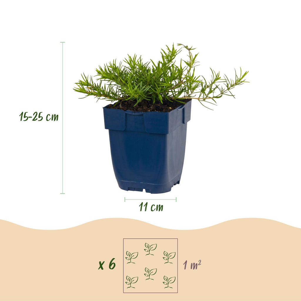 Vasteplant - Phlox Benita - Vlambloem - Bodembedekkend - Blauw - 6 Planten - Pot 11cm - Hoogte 15-25cm