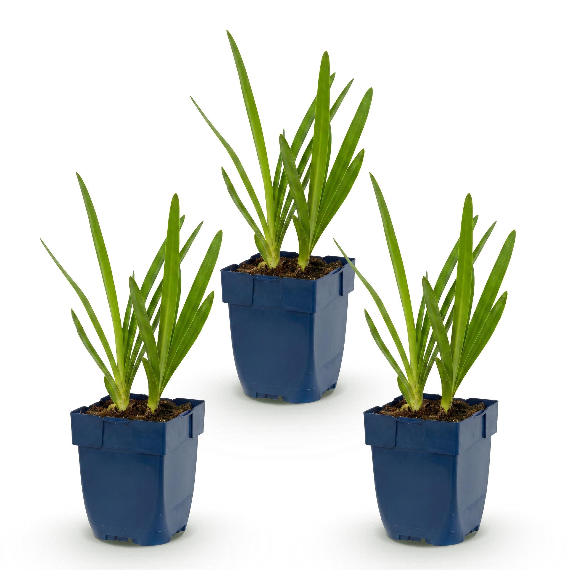 Vasteplant - Agapanthus africanus - Afrikaanse Lelie - Bijen en Vlinderlokkers - Blauw - 3 Planten - Pot 11cm - Hoogte 15-25cm