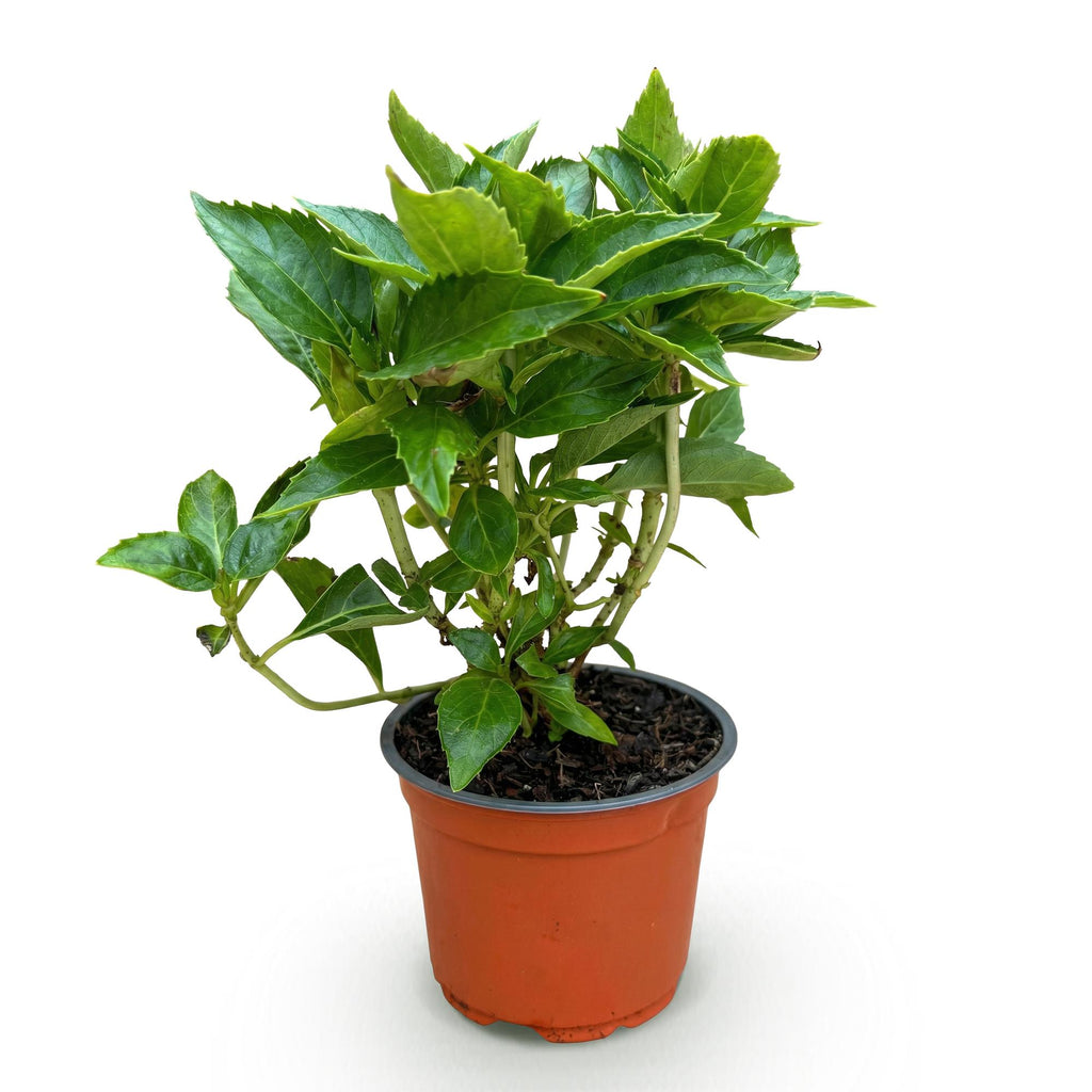 Tuinplant - Hydrangea macrophylla Wit - Hortensia - Winterhard - Wit - 1 Plant - Pot 12cm - Hoogte Hoogte 20-30cm