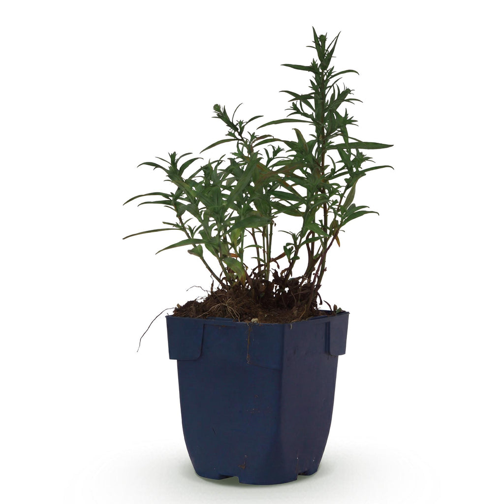 Vasteplant - Aster (D) Mittelmeer - Zeeaster - Bijen en Vlinderlokkers - Paars - 1 Plant - Pot 11cm - Hoogte 15-25cm