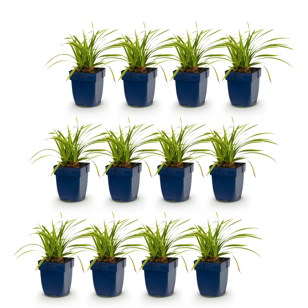 Grassen - Carex morrowii Ice Dance - Japanse Zegge - Groenblijvend - Creme-Groen - 12 Planten - Pot 11cm - Hoogte 15-25cm