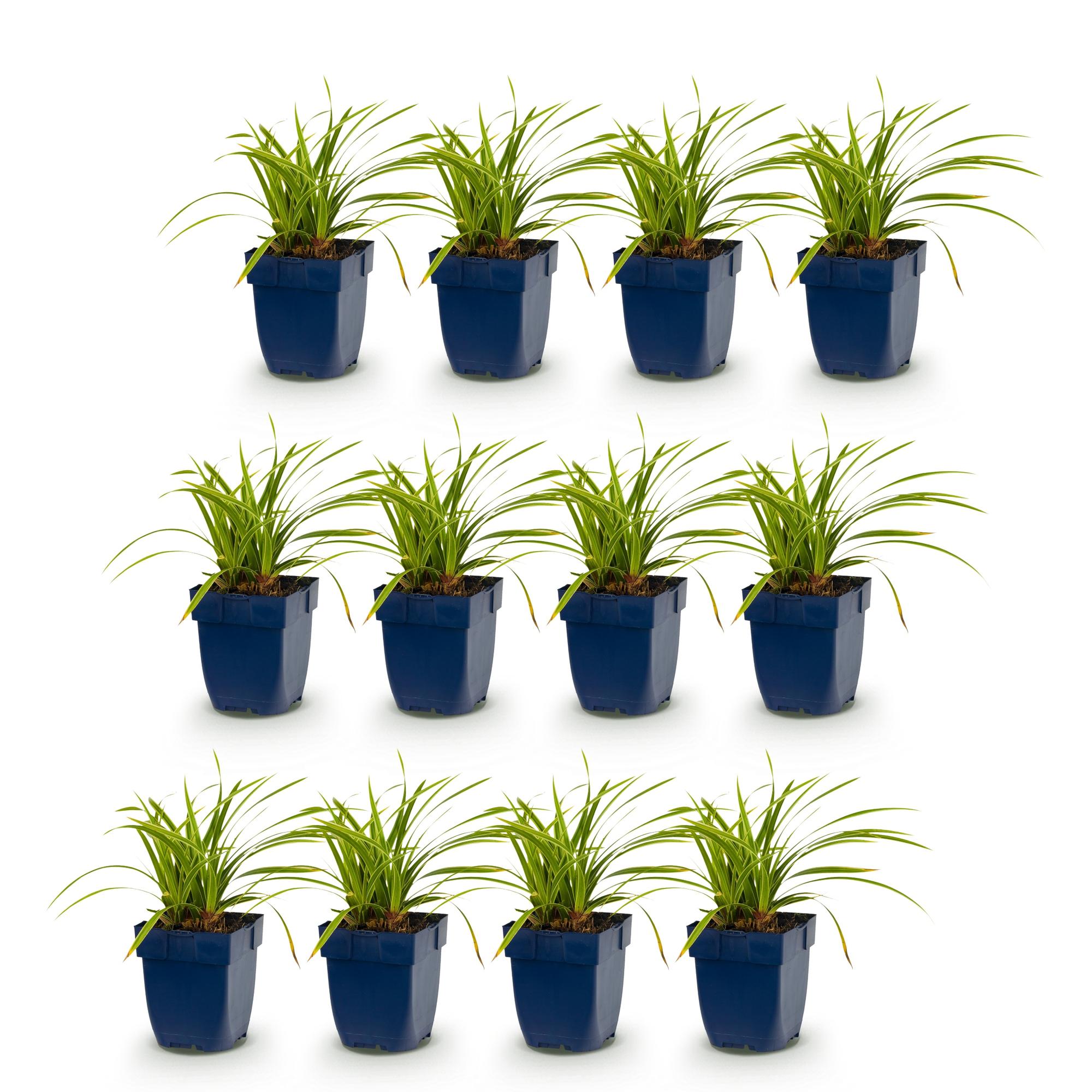 Grassen - Carex morrowii Ice Dance - Japanse Zegge - Groenblijvend - Creme-Groen - 12 Planten - Pot 11cm - Hoogte 15-25cm