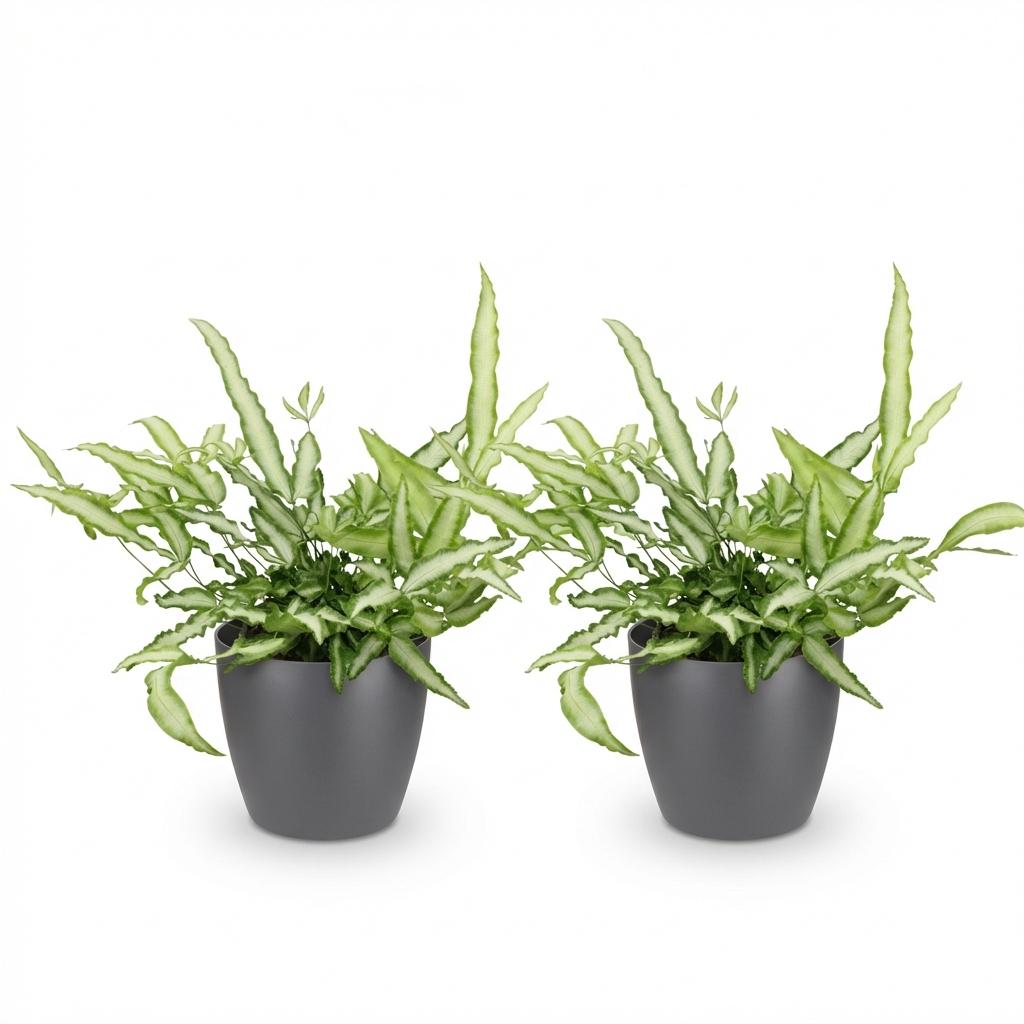 Kamerplant - Pteris cretica Albolineata - Lintvaren - Huisdiervriendelijke Plant - Groen - 2 Planten - met Potter Grijs - Pot 12cm - Hoogte 20cm