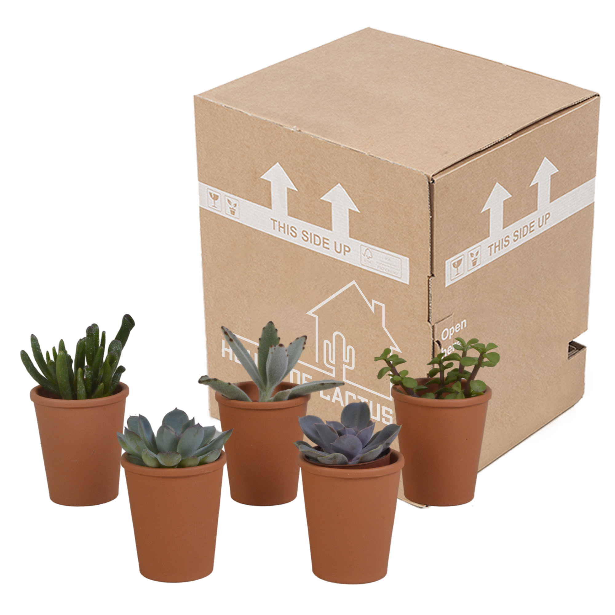 Vetplanten mix 5.5 cm - 5x - in terracotta pot