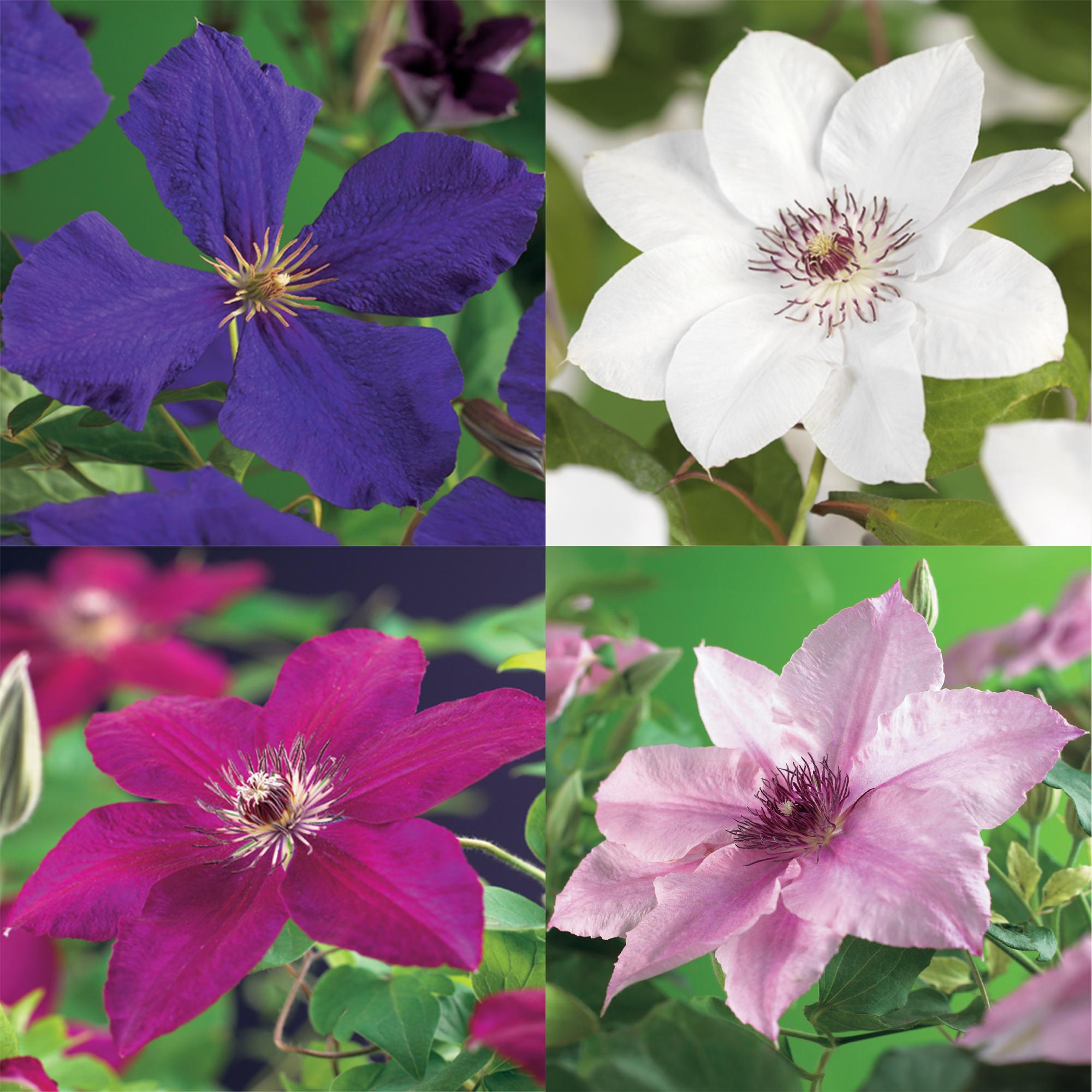 Klimplant - Clematis Rainbow - Bloem Roze Wit Paars Rood - Weinig onderhoud - 4 planten - Pot 11cm Hoogte 40cm