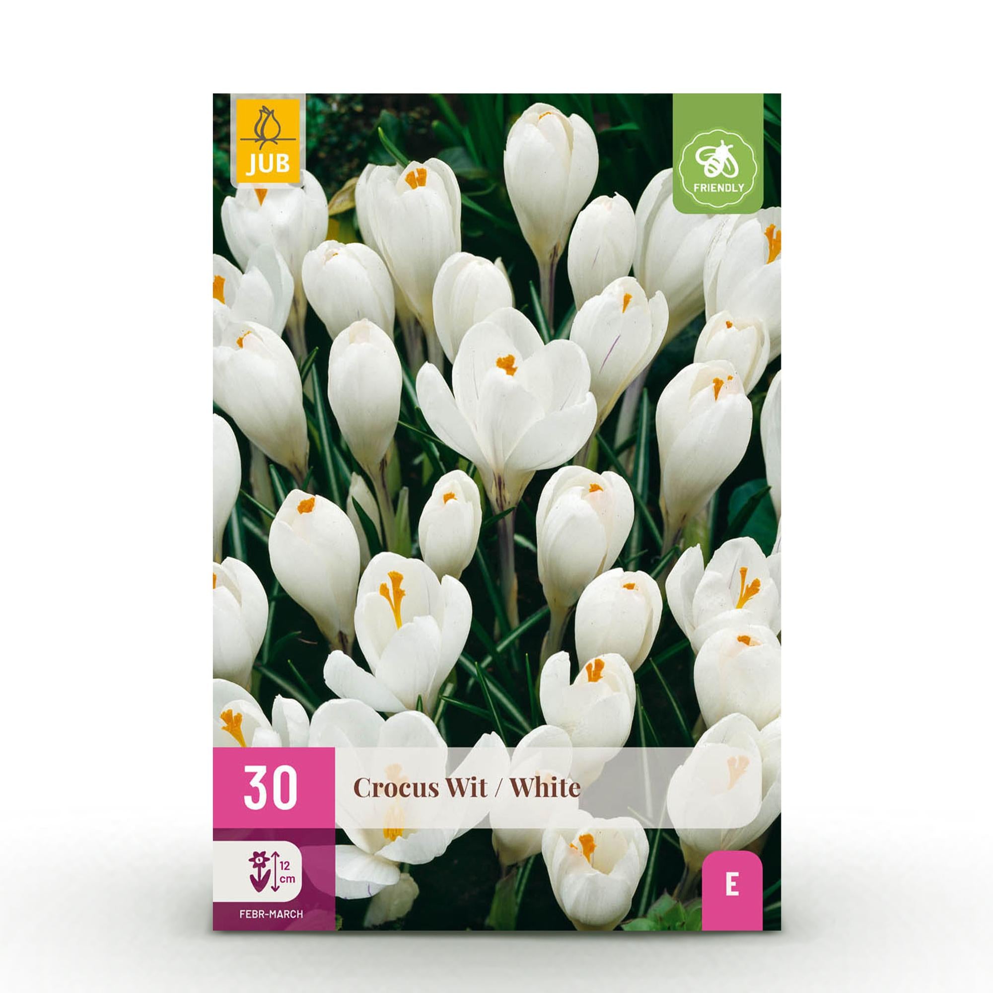 Bloembollen - Crocus White - Kleur Geel - 30 stuks - Bolmaat 7/8 - XXL Pack