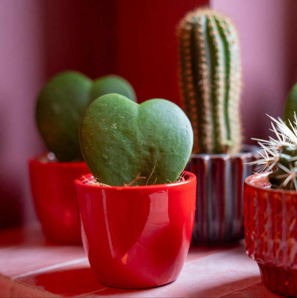 Plant set van 3 met mini pot - Love - Vetplanten - roze/rood - Ø 6 cm
