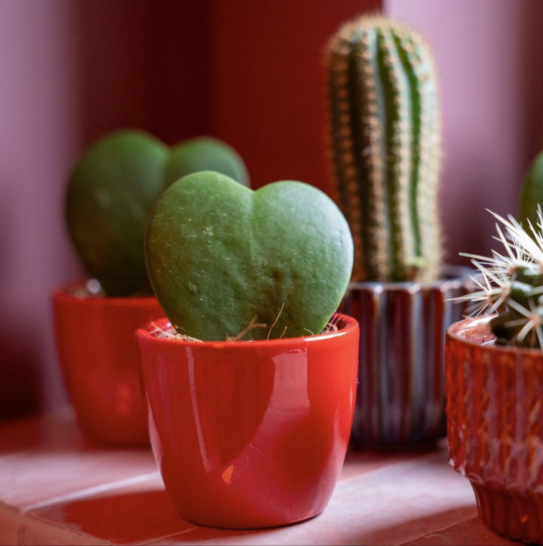 Plant set van 3 met mini pot - Love - Vetplanten - roze/rood - Ø 6 cm