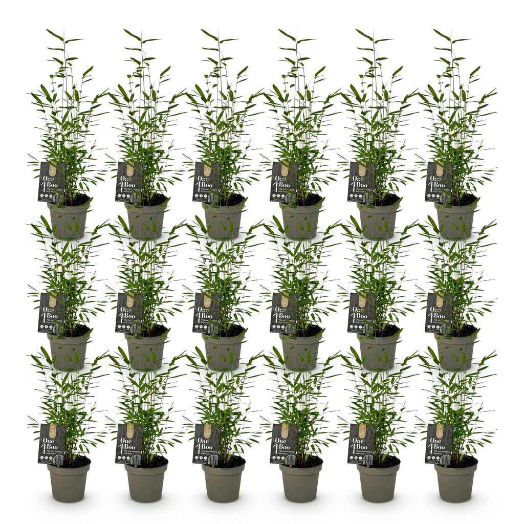 Bamboe - Fargesia Black Dragon - Bladhoudend - Niet Woekerend - Groen - 18 Planten - Pot 14cm - Hoogte 35cm