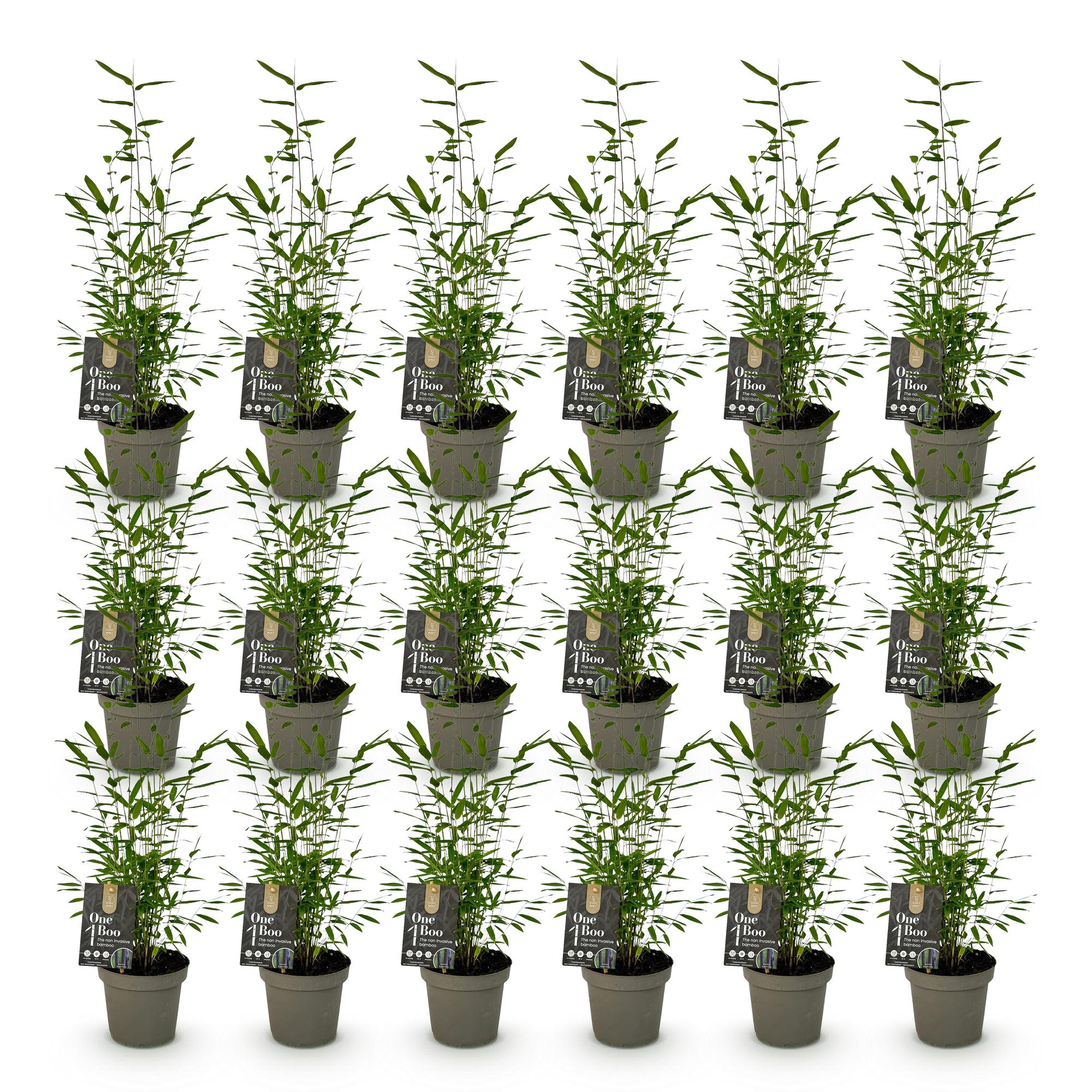 Bamboe - Fargesia Black Dragon - Bladhoudend - Niet Woekerend - Groen - 18 Planten - Pot 14cm - Hoogte 35cm