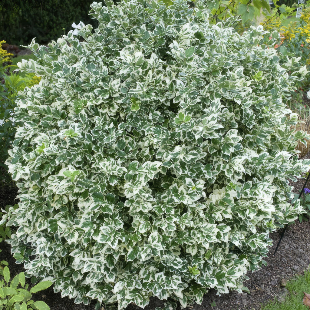 60x Euonymus fort. 'Emerald Gaiety' - ↕10-25cm - Ø9cm