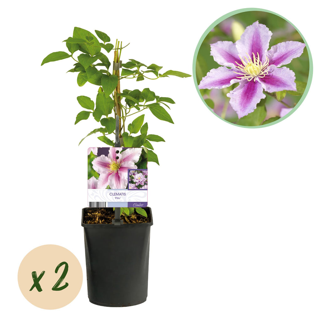 Klimplant - Clematis Piilu - Bloem Roze - Weinig onderhoud -2 planten -  Pot 11cm Hoogte 40cm