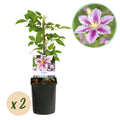 Klimplant - Clematis Piilu - Bloem Roze - Weinig onderhoud -2 planten -  Pot 11cm Hoogte 40cm