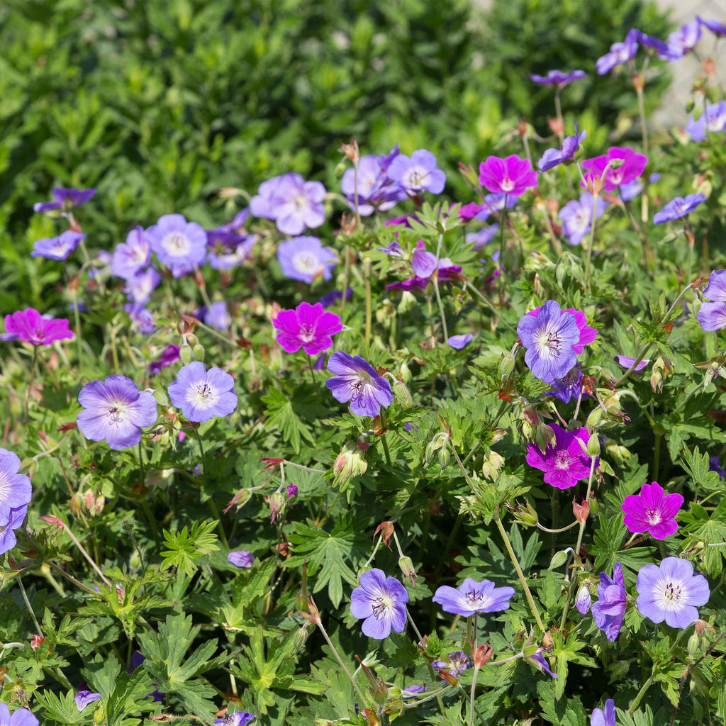Vasteplant - Borderpakket - Bodembedekend - Diversen - Soorten en kleuren - 6 Planten - Pot 11cm - Hoogte 15-25cm
