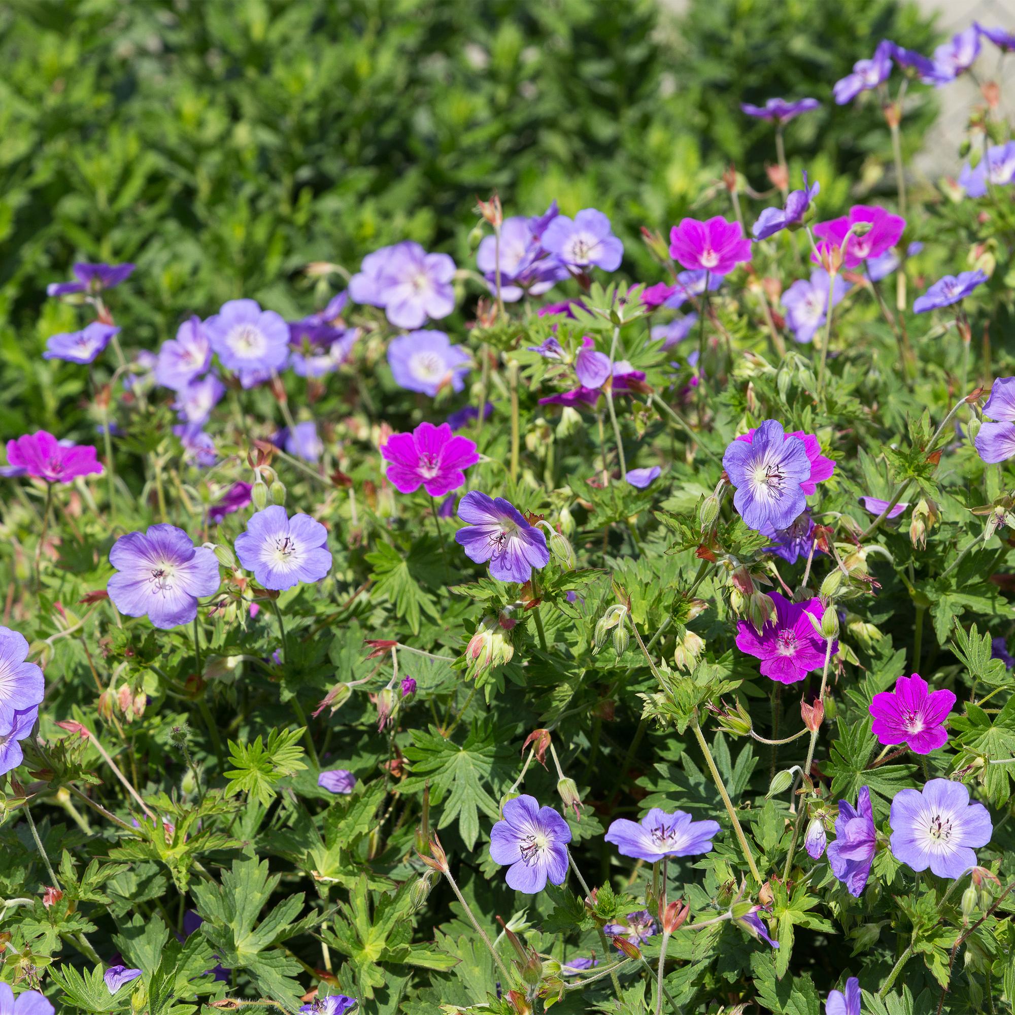 Vasteplant - Borderpakket - Bodembedekend - Diversen - Soorten en kleuren - 6 Planten - Pot 11cm - Hoogte 15-25cm