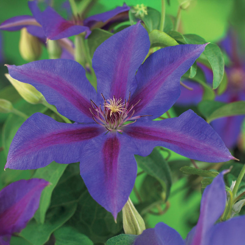 Klimplant - Clematis Mrs. N. Thompson - Bloem Roze - Weinig onderhoud - 2 planten -  Pot 11cm Hoogte 40cm