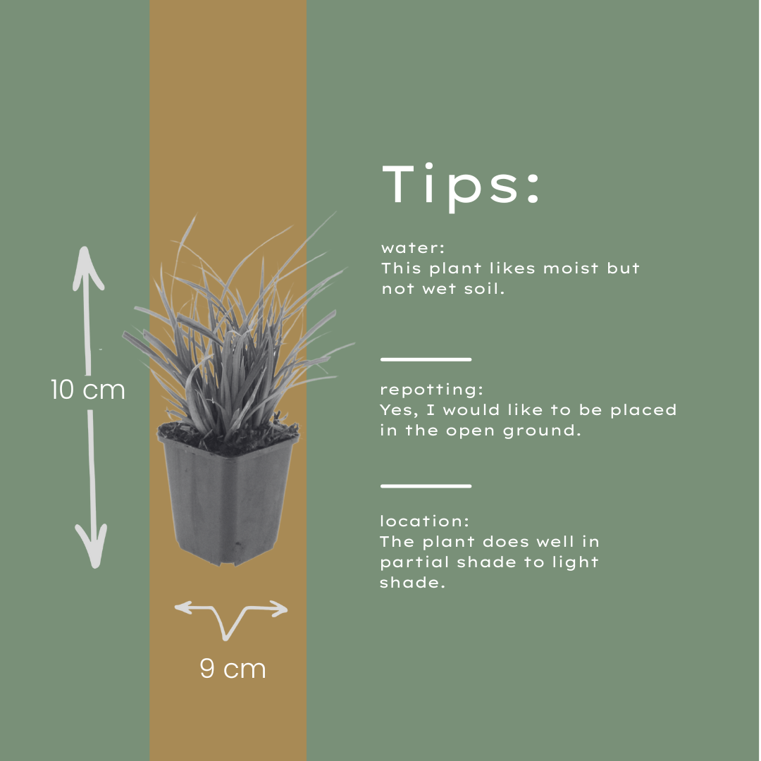 60x Carex morrowii - ↕10-25cm - Ø9cm