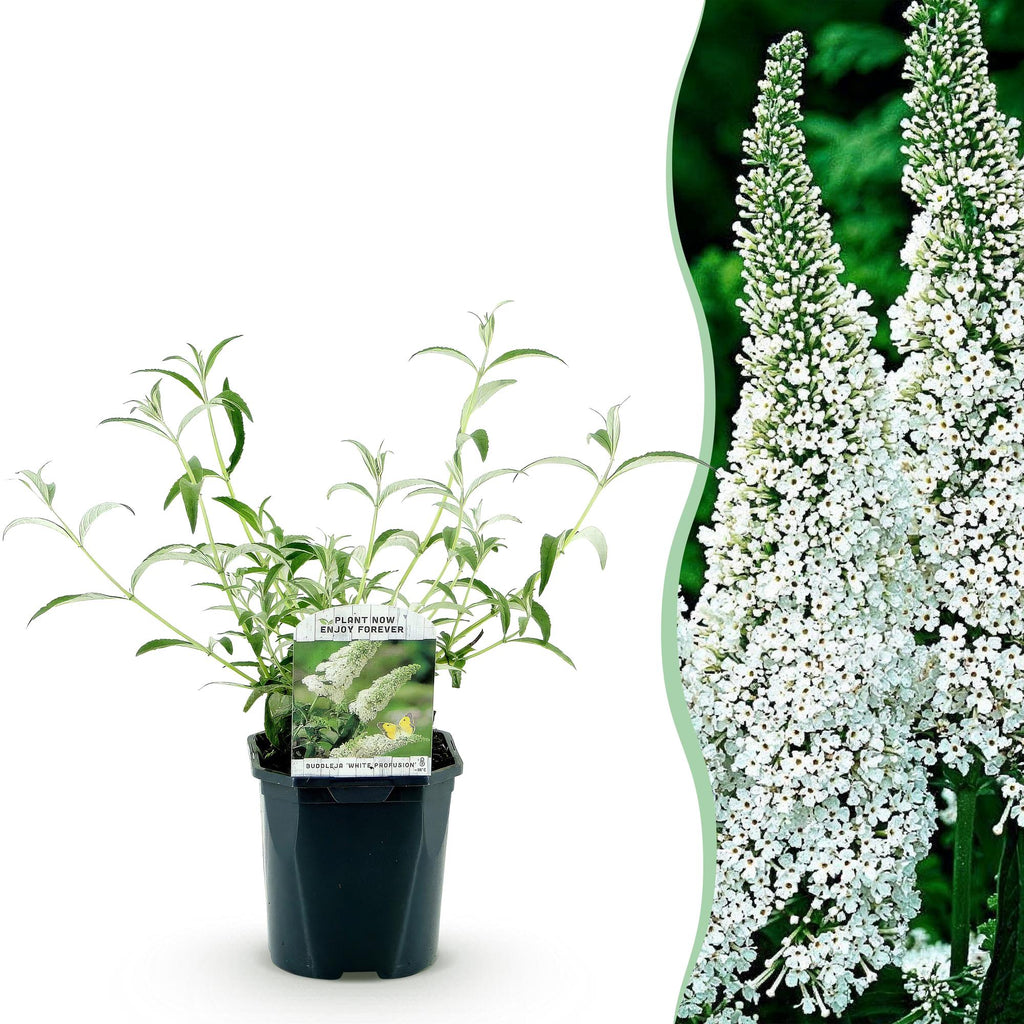 Tuinplant - Buddleja davidii White Profusion - Vlinderstruik - Winterhard - Wit - 1 Plant - Pot 17cm - Hoogte 45cm