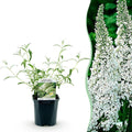 Tuinplant - Buddleja davidii White Profusion - Vlinderstruik - Winterhard - Wit - 1 Plant - Pot 17cm - Hoogte 45cm