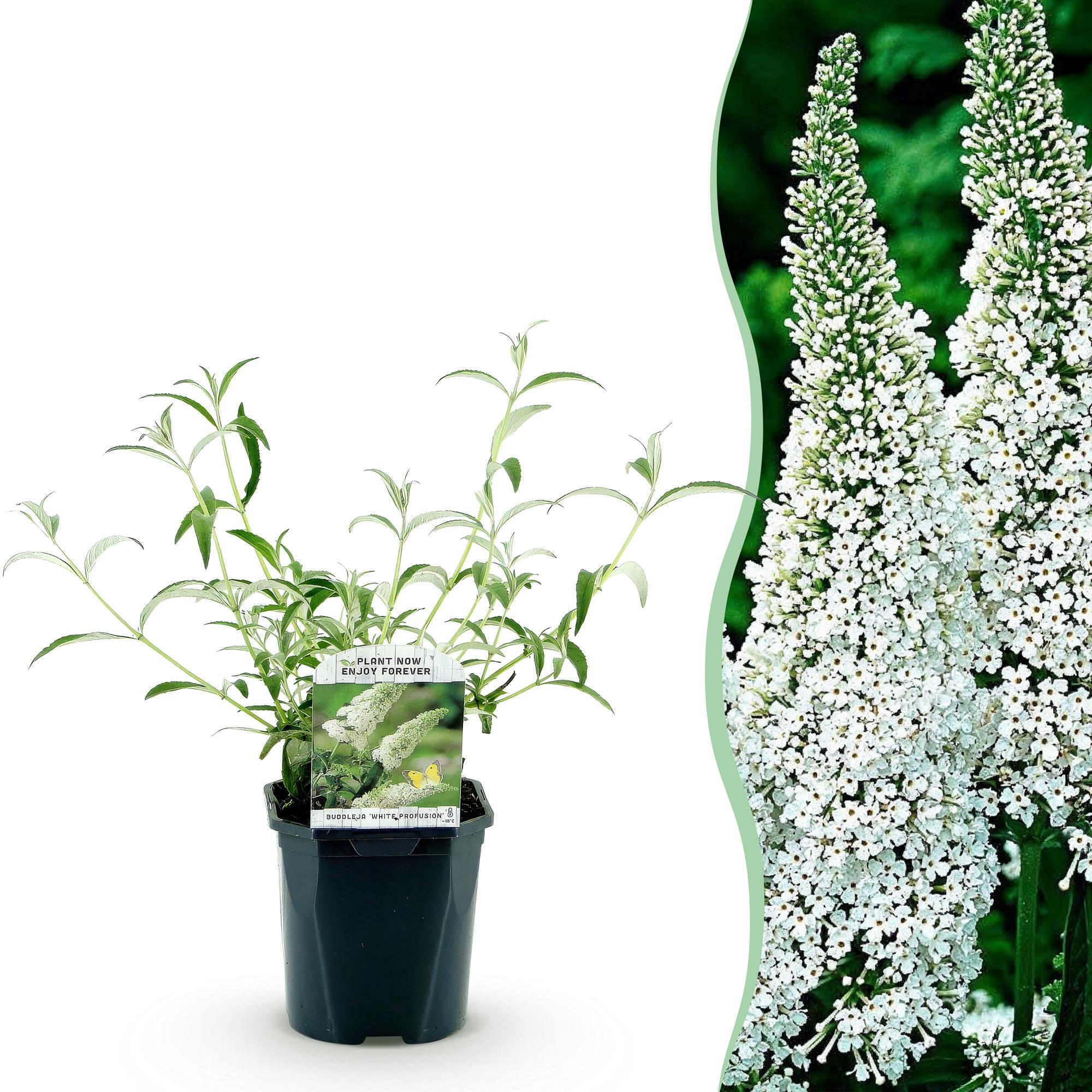 Tuinplant - Buddleja davidii White Profusion - Vlinderstruik - Winterhard - Wit - 1 Plant - Pot 17cm - Hoogte 45cm
