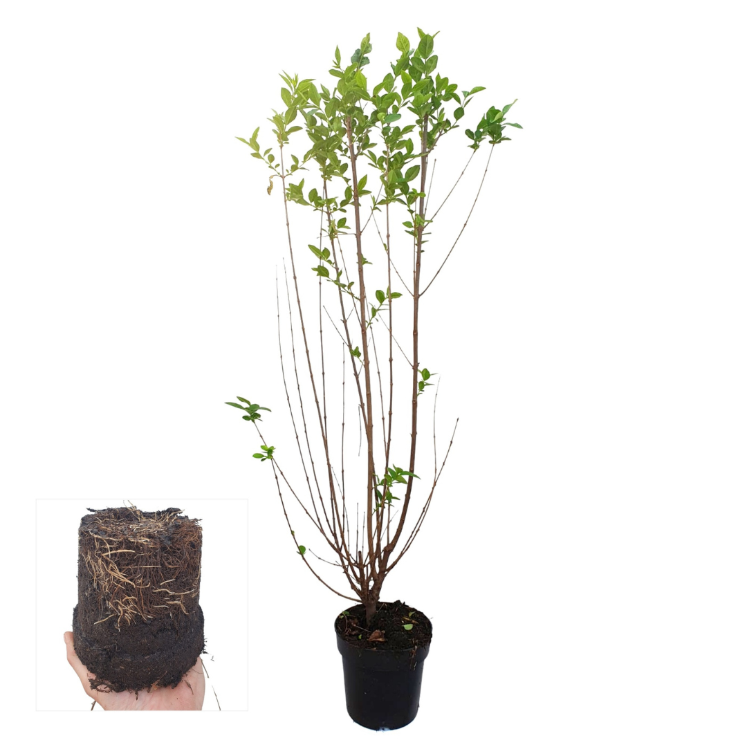 Palletdeal Haagplanten:  50 Ligustrum Ovalifolium ↕ 80-100 - Ø 19cm | Mini Pallet