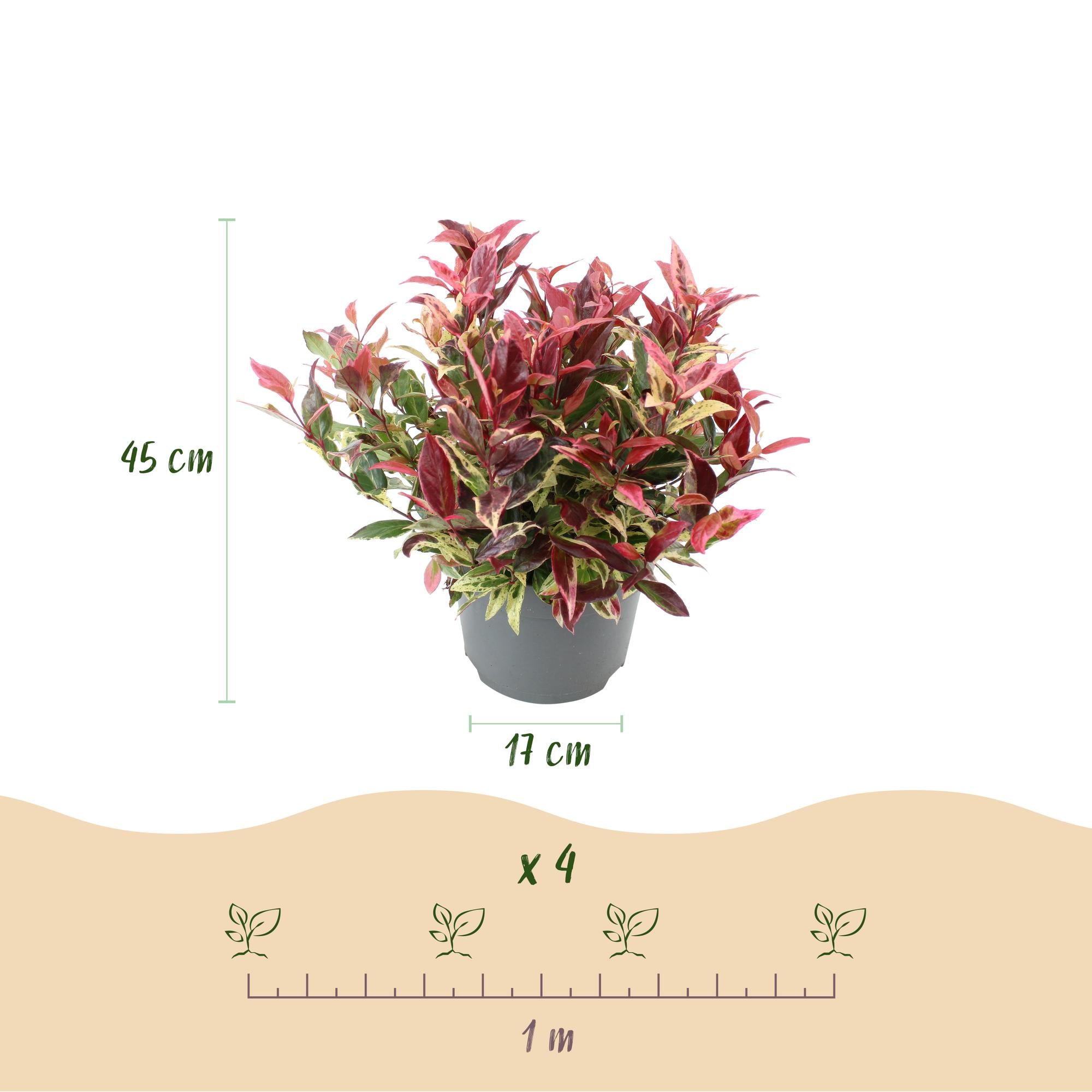 Tuinplant - Leucothoe Colour Diamond - Bont - 1 Plant - Groenblijvend - Weinig Onderhoud - Pot 17cm Hoogte 45cm