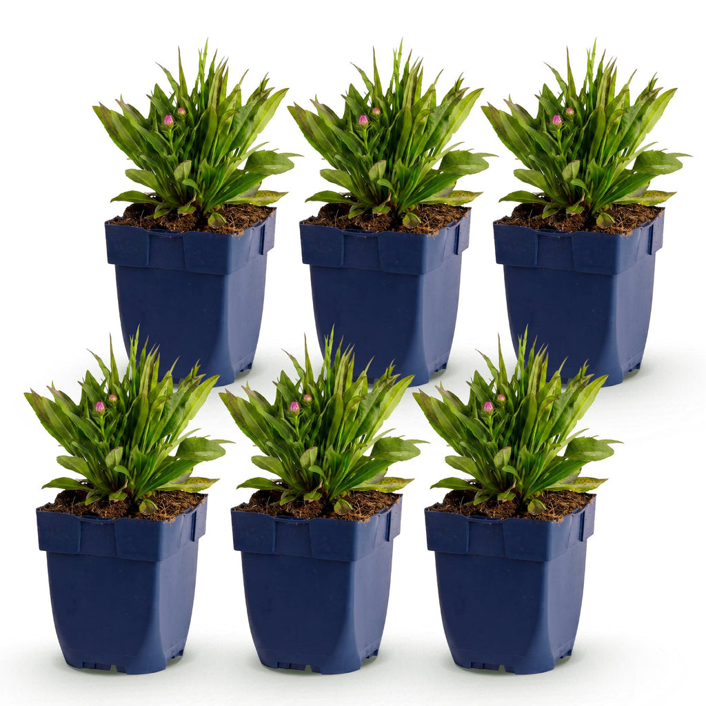 Vasteplant - Aster Wood's Pink - Pluimspirea - Bijen en Vlinderlokkers - Roze - 6 Planten - Pot 11cm - Hoogte 15-25cm