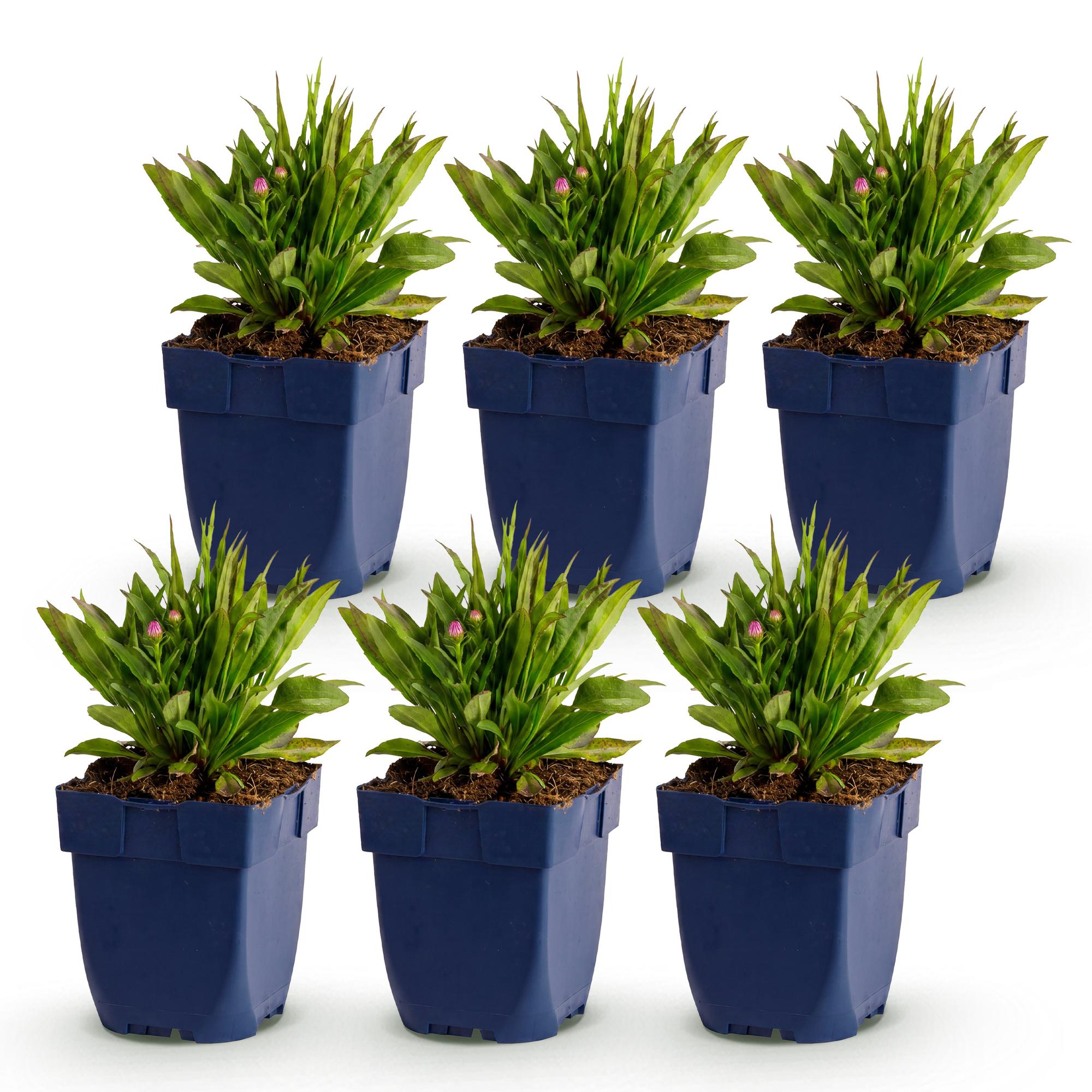 Vasteplant - Aster Wood's Pink - Pluimspirea - Bijen en Vlinderlokkers - Roze - 6 Planten - Pot 11cm - Hoogte 15-25cm