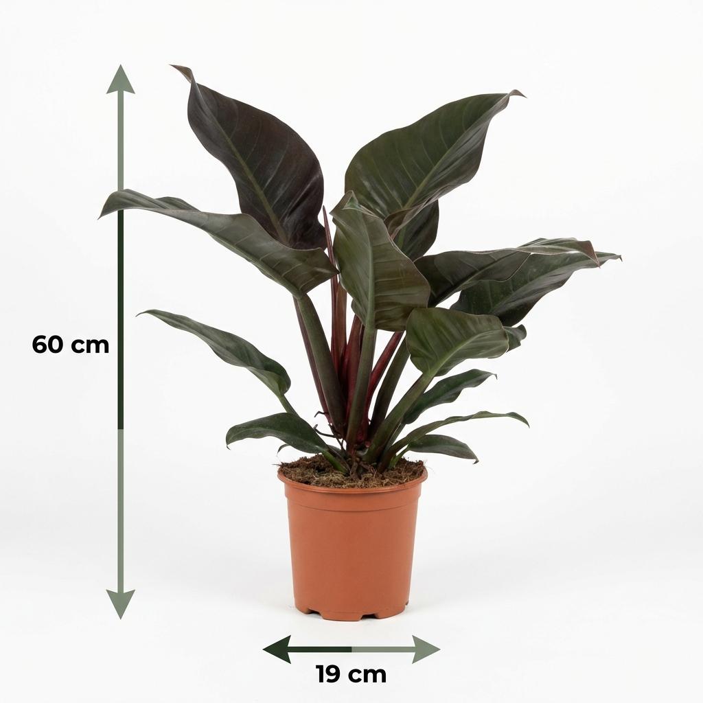 Kamerplant - Philodendron - Philodendron Imperial Red - Rood - Weinig onderhoud - 1 Plant - Pot 19cm - Hoogte 60cm