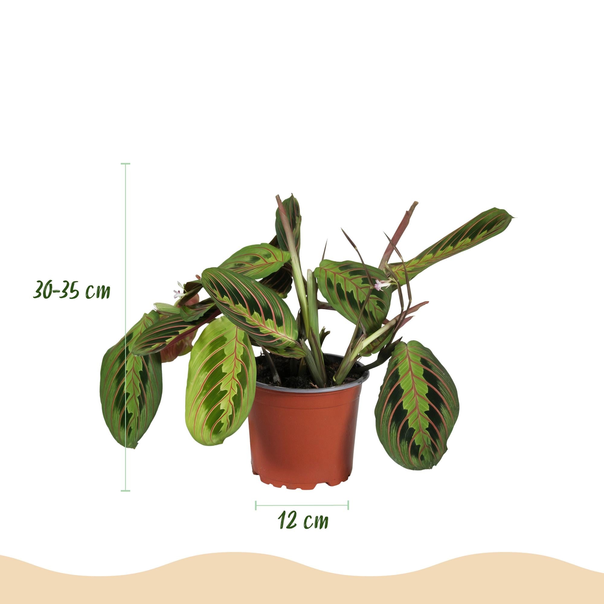 Kamerplant - Maranta Fascinator Tricolour - Gebedsplant - Huisdiervriendelijke Plant - Groen - 4 Planten - met Potter Grijs - Pot 12cm - Hoogte 25cm