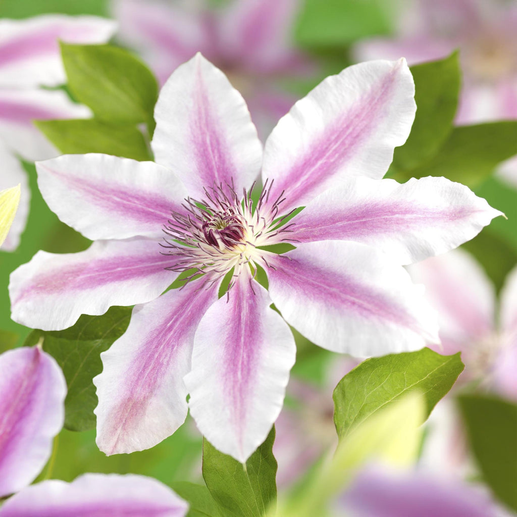 Klimplant - Clematis Nelly Moser - Bloem Roze - Weinig onderhoud -2 planten -  Pot 11cm Hoogte 40cm