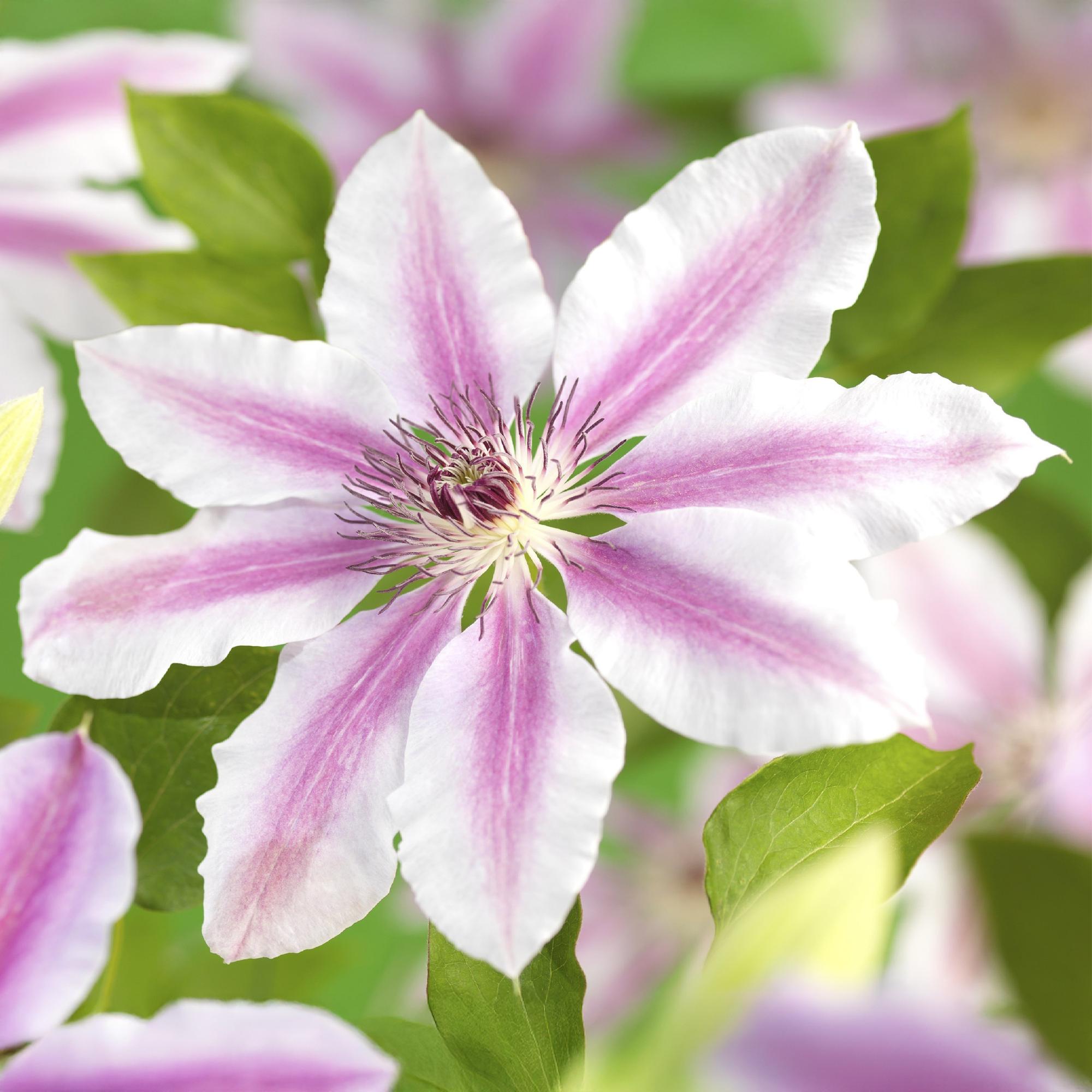 Klimplant - Clematis Nelly Moser - Bloem Roze - Weinig onderhoud -2 planten -  Pot 11cm Hoogte 40cm