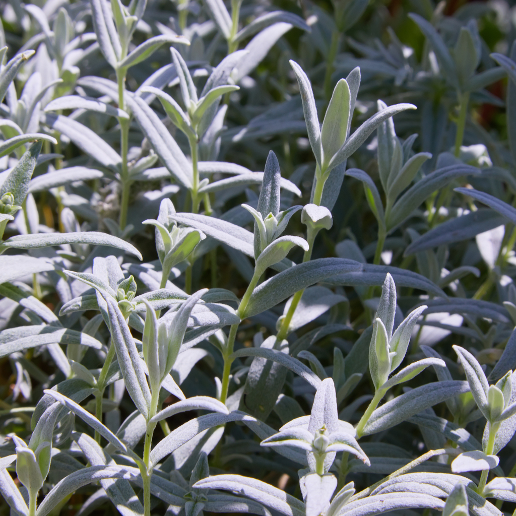 12x Cerastium tomentosum - ↕10-25cm - Ø9cm