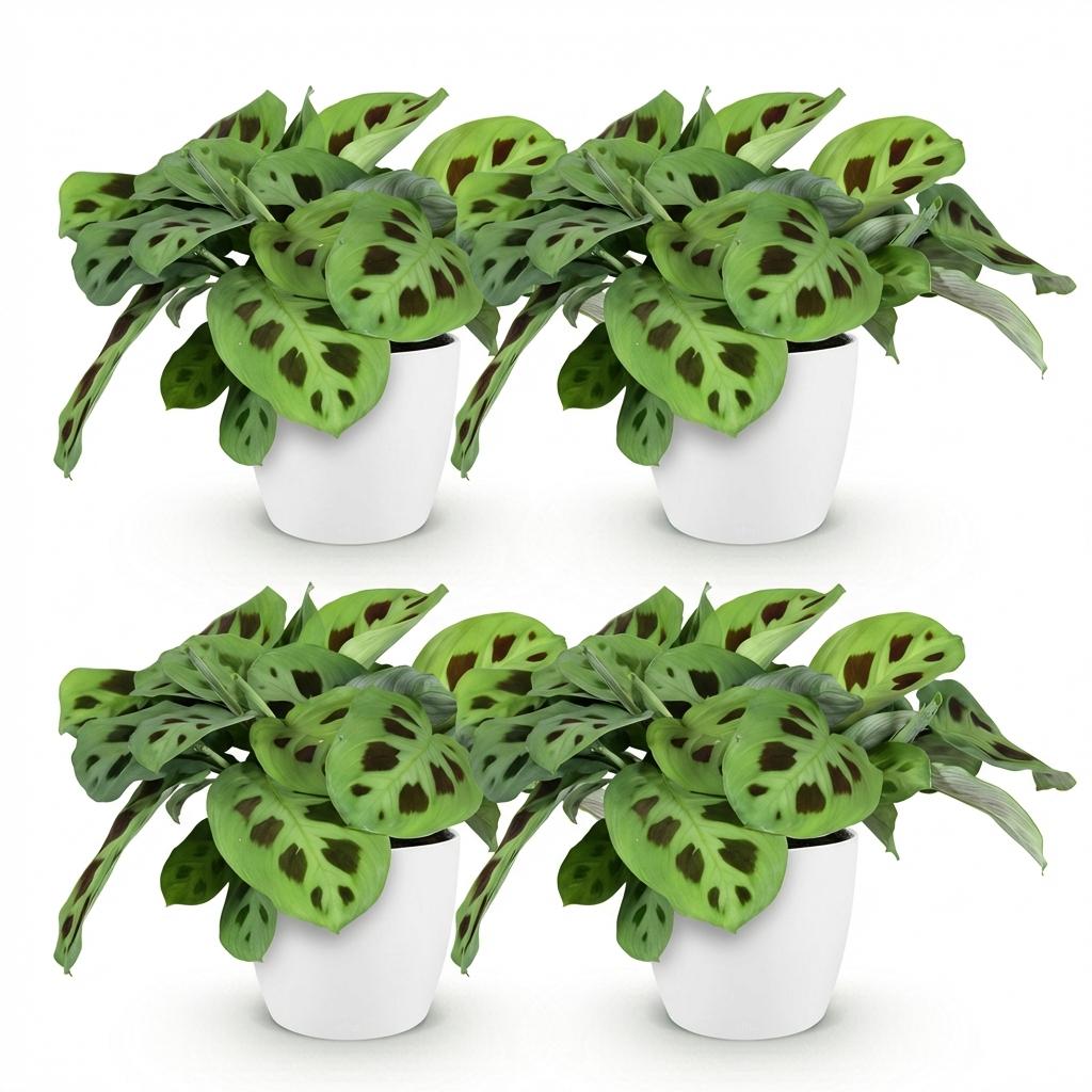 Kamerplant - Maranta Fascinator Kerchoveana - Zebraplant - Huisdiervriendelijke Plant - Groen - 4 Planten - met Potter Wit - Pot 12cm - Hoogte 25cm