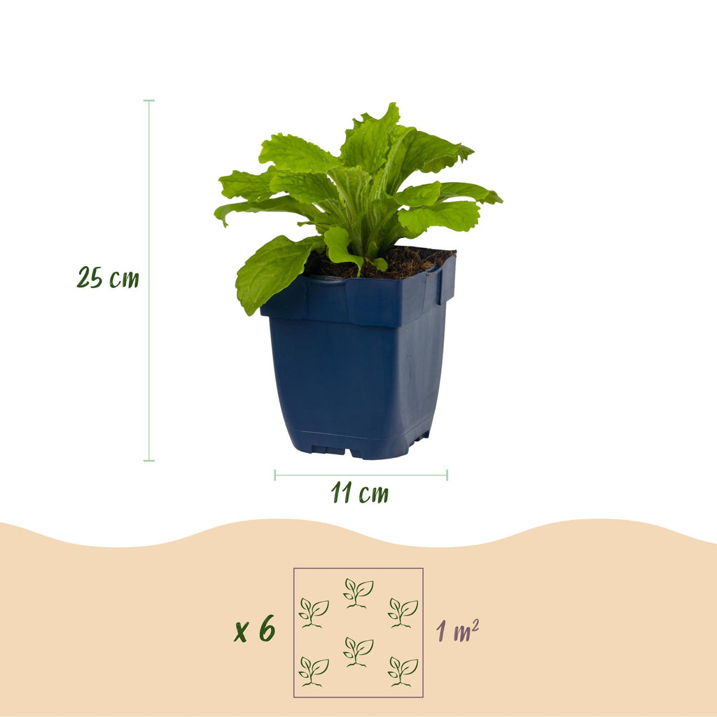 Vasteplant - Digitalis purp. Dalmatian Purple - Vingerhoedskruid - Schaduw - Paars - 24 Planten - Pot 11cm - Hoogte 15-25cm