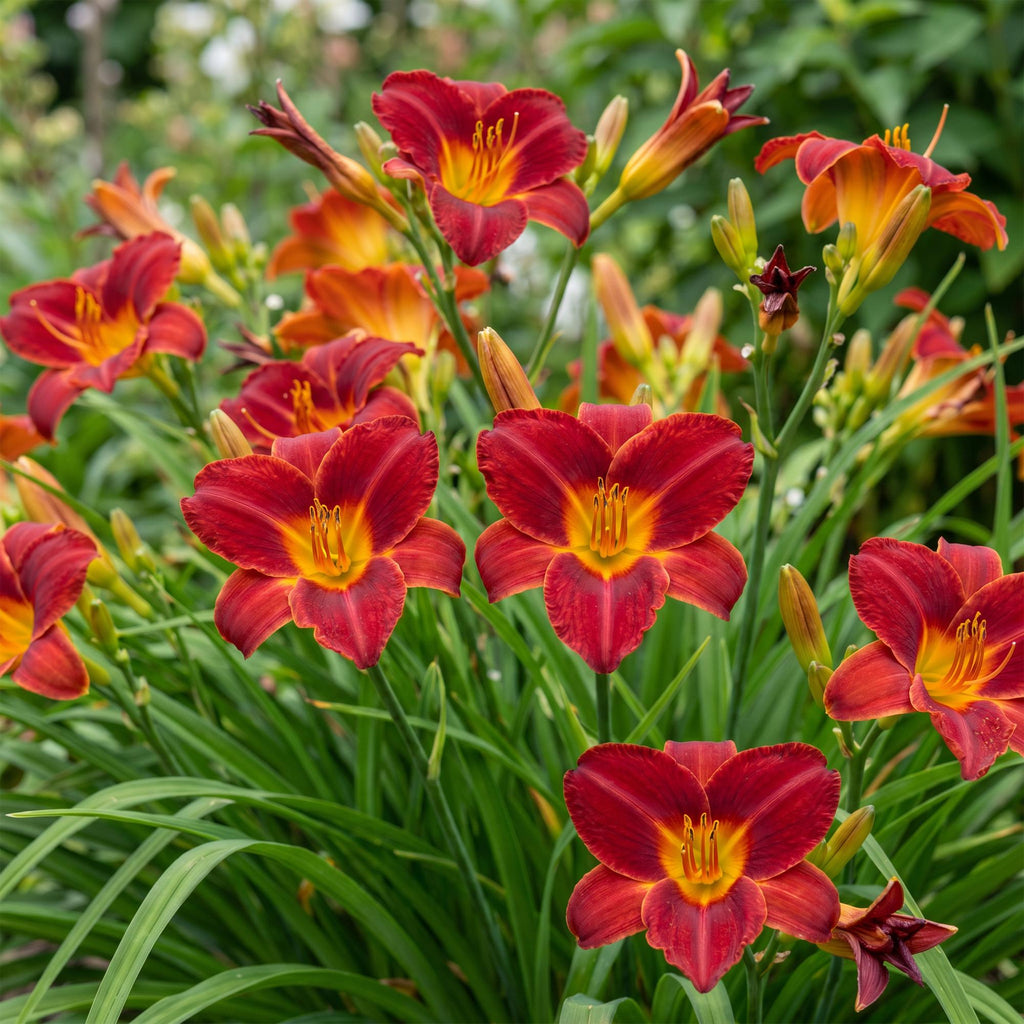 Vasteplant - Hemerocallis Autumn Red - Daglelie - Bijen en Vlinderlokkers - Rood - 12 Planten - Pot 11cm - Hoogte 15-25cm