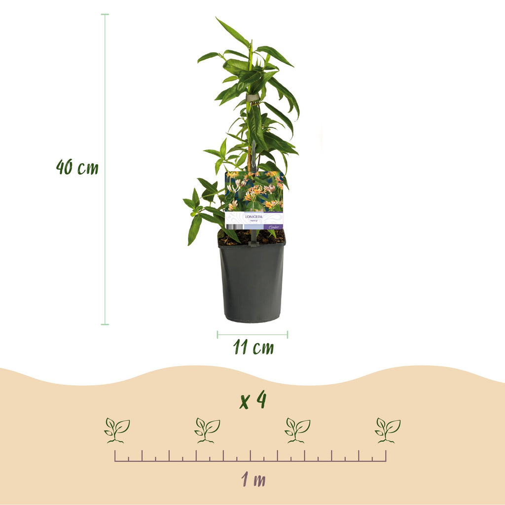 Kamperfoelie - Lonicera henryi - Bloem Roze - Weinig onderhoud - 2 planten - Pot 11cm Hoogte 40cm
