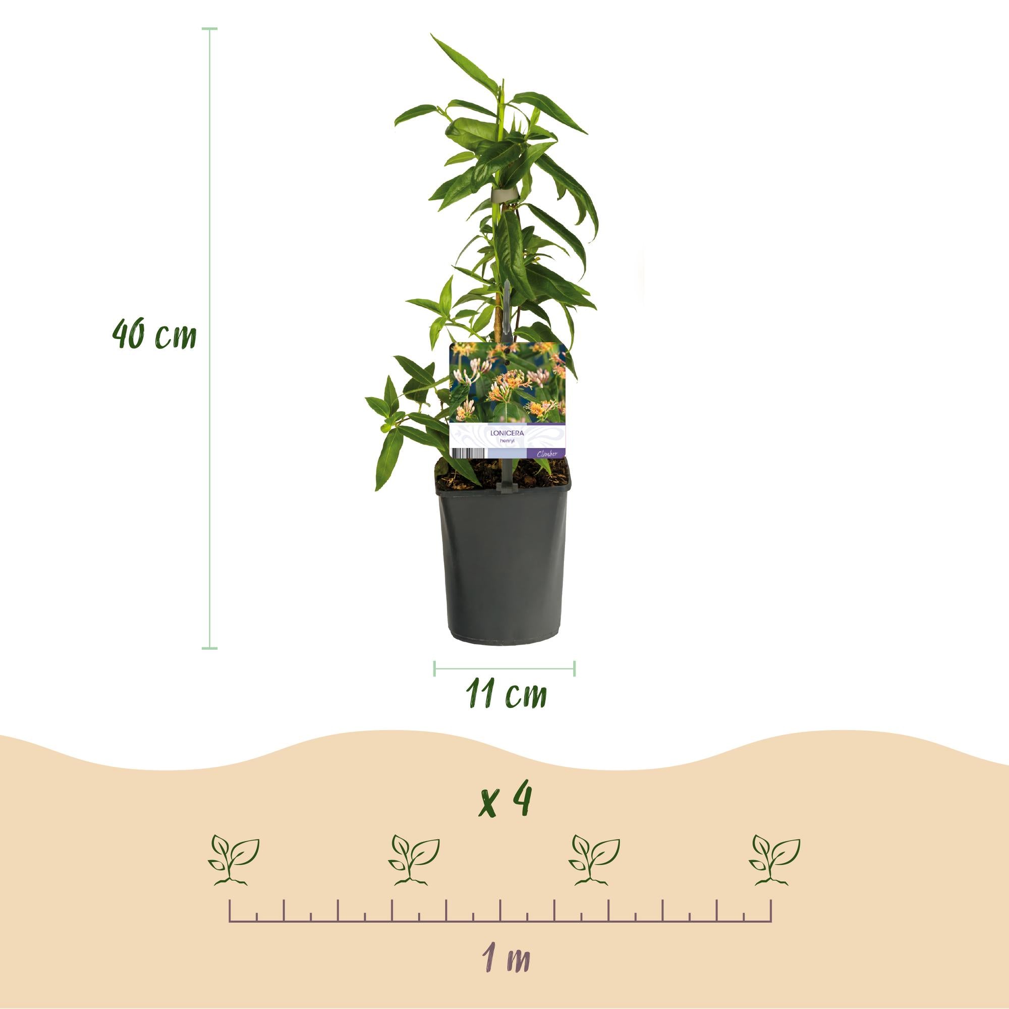 Kamperfoelie - Lonicera henryi - Bloem Roze - Weinig onderhoud - 2 planten - Pot 11cm Hoogte 40cm