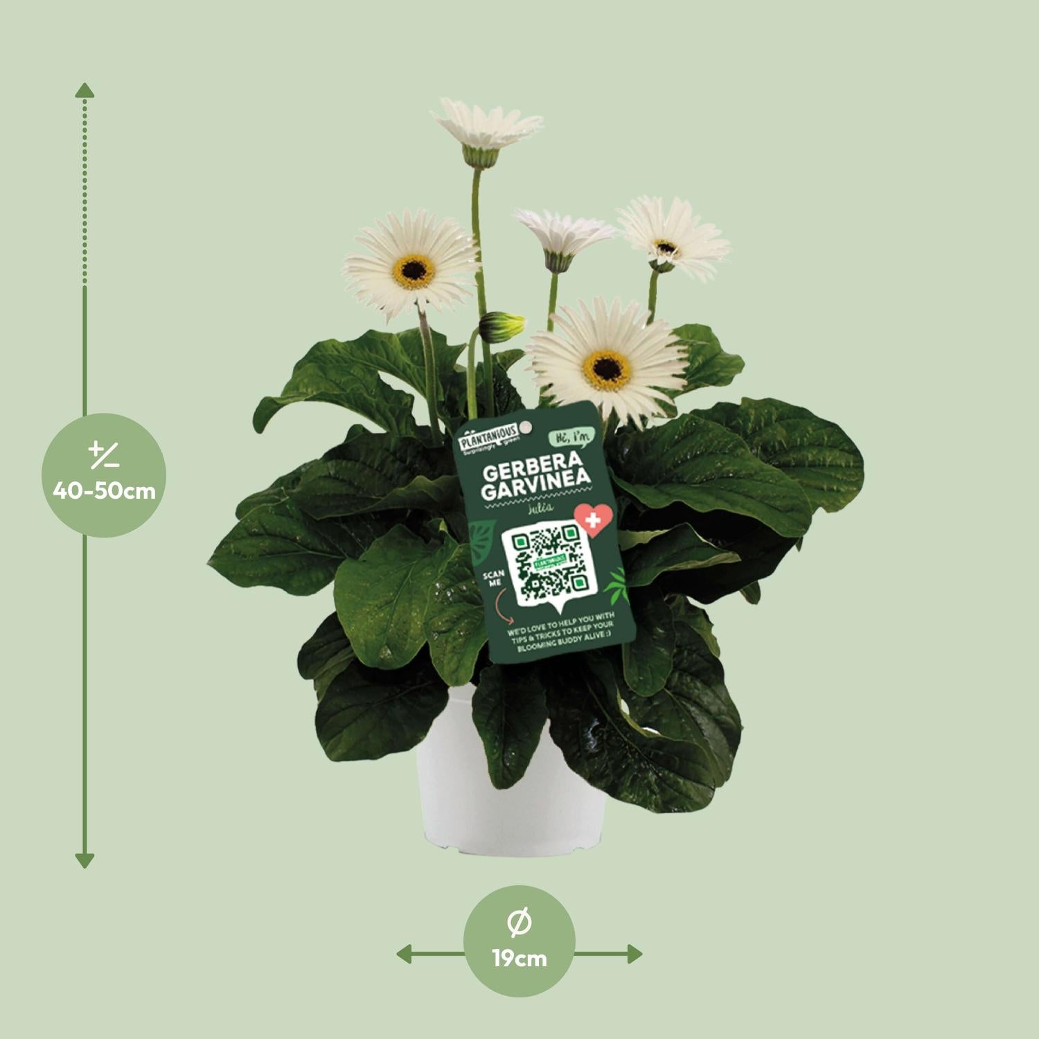 Garvinea Gerbera Wit - Ø19cm - ↕50cm